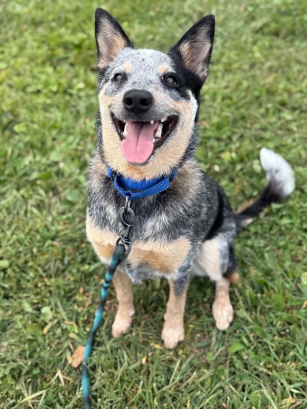 Cooper (FKA Tippy)