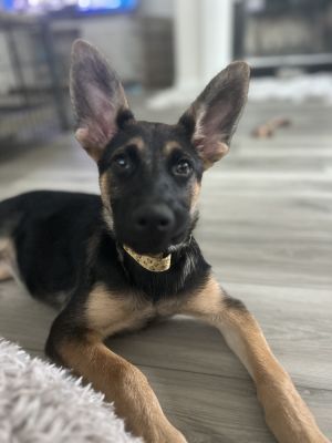 Tillie Mae
