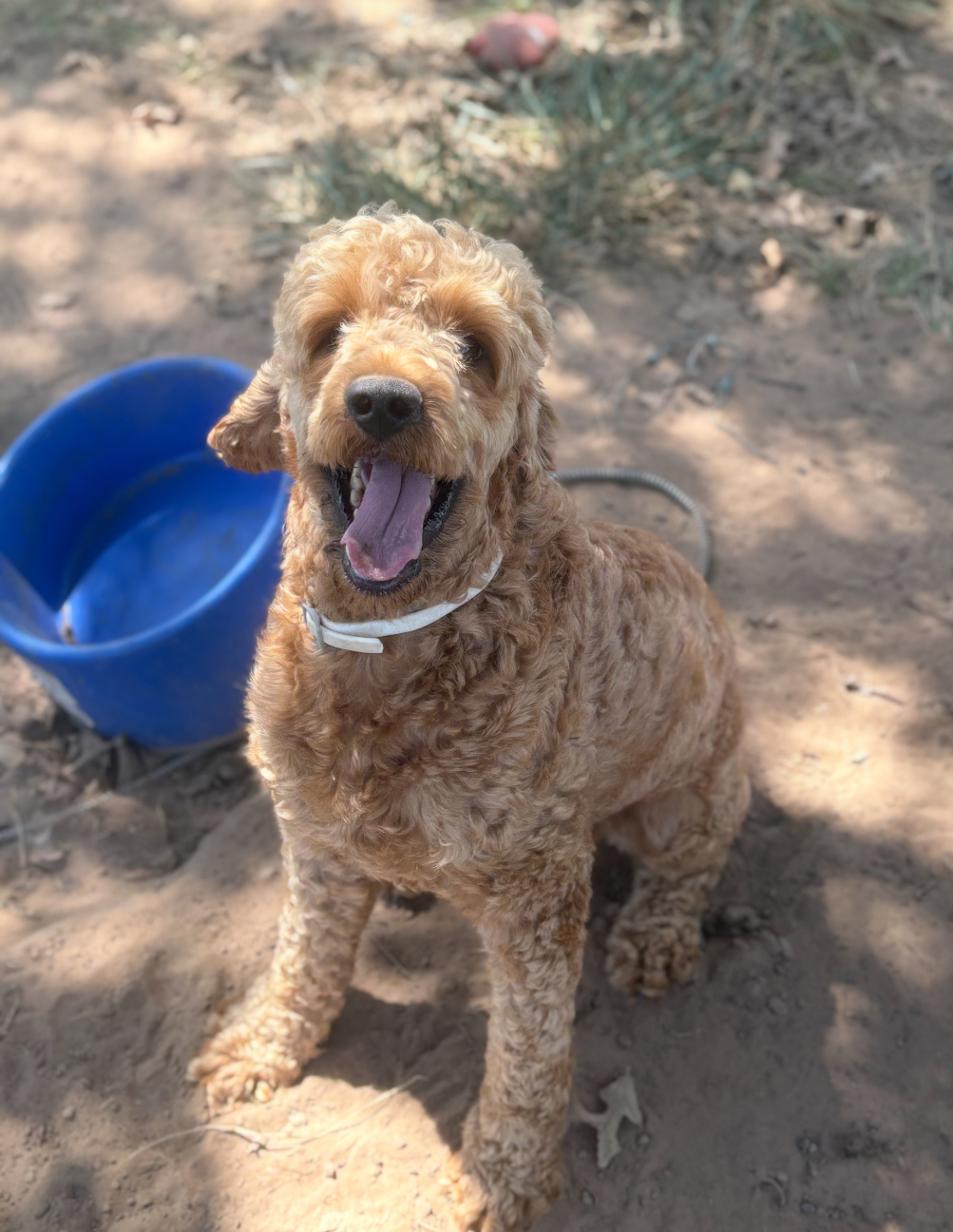 Barney, an adoptable Goldendoodle in Harrah, OK, 73045 | Photo Image 1