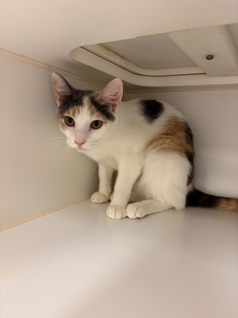 Phoebe (Mayberry Rd)