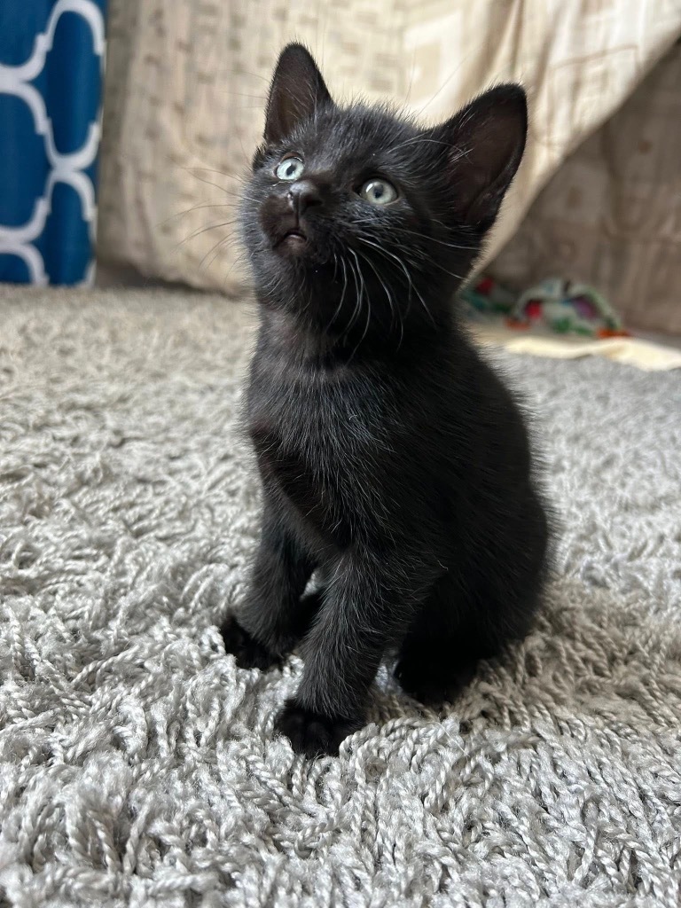 Obsidian