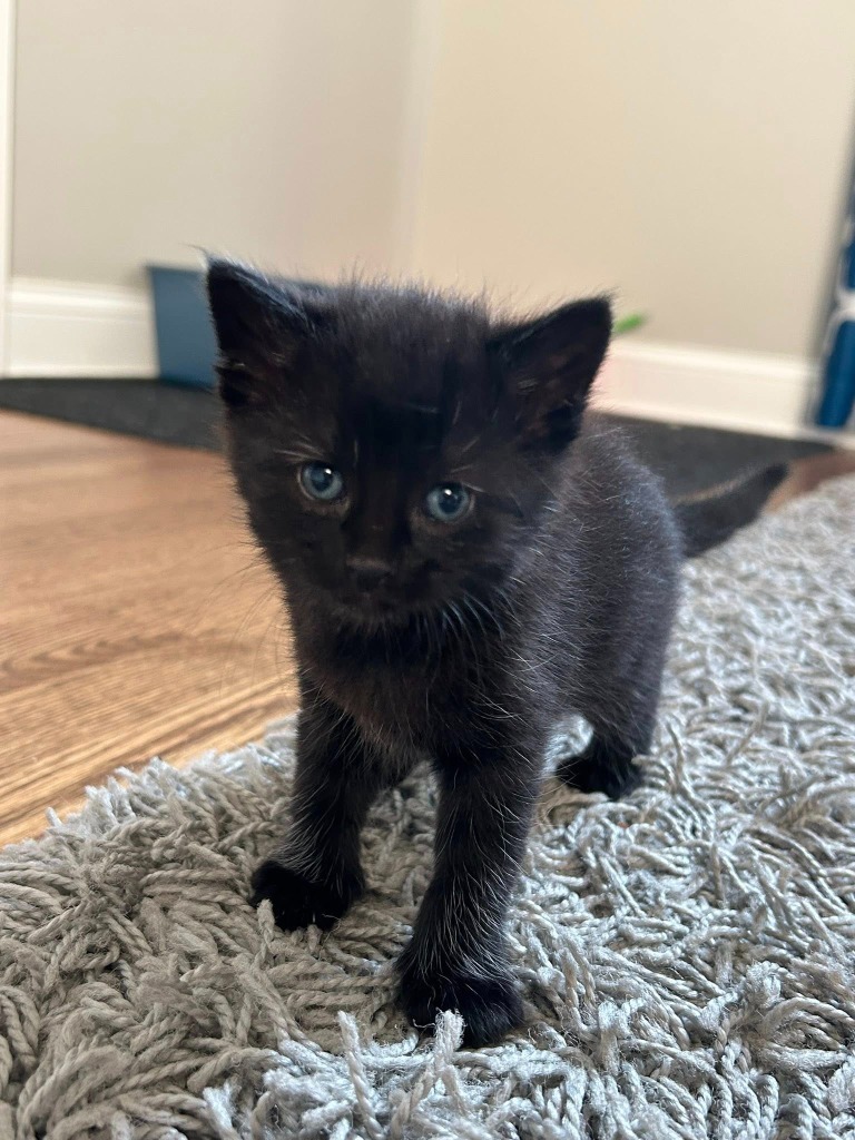 Onyx