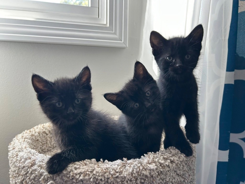 Onyx