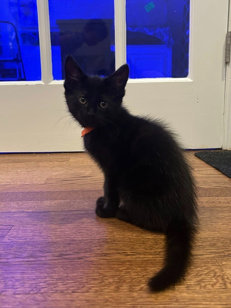 Onyx