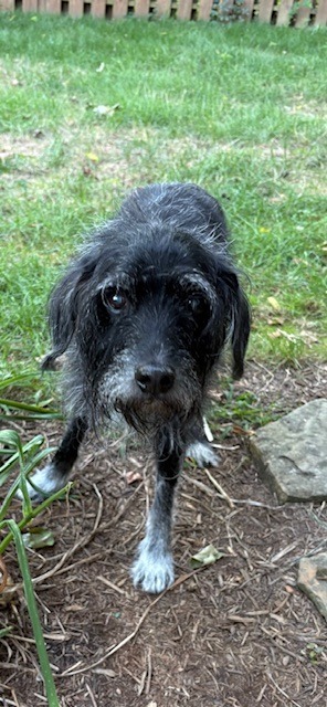 Darcy