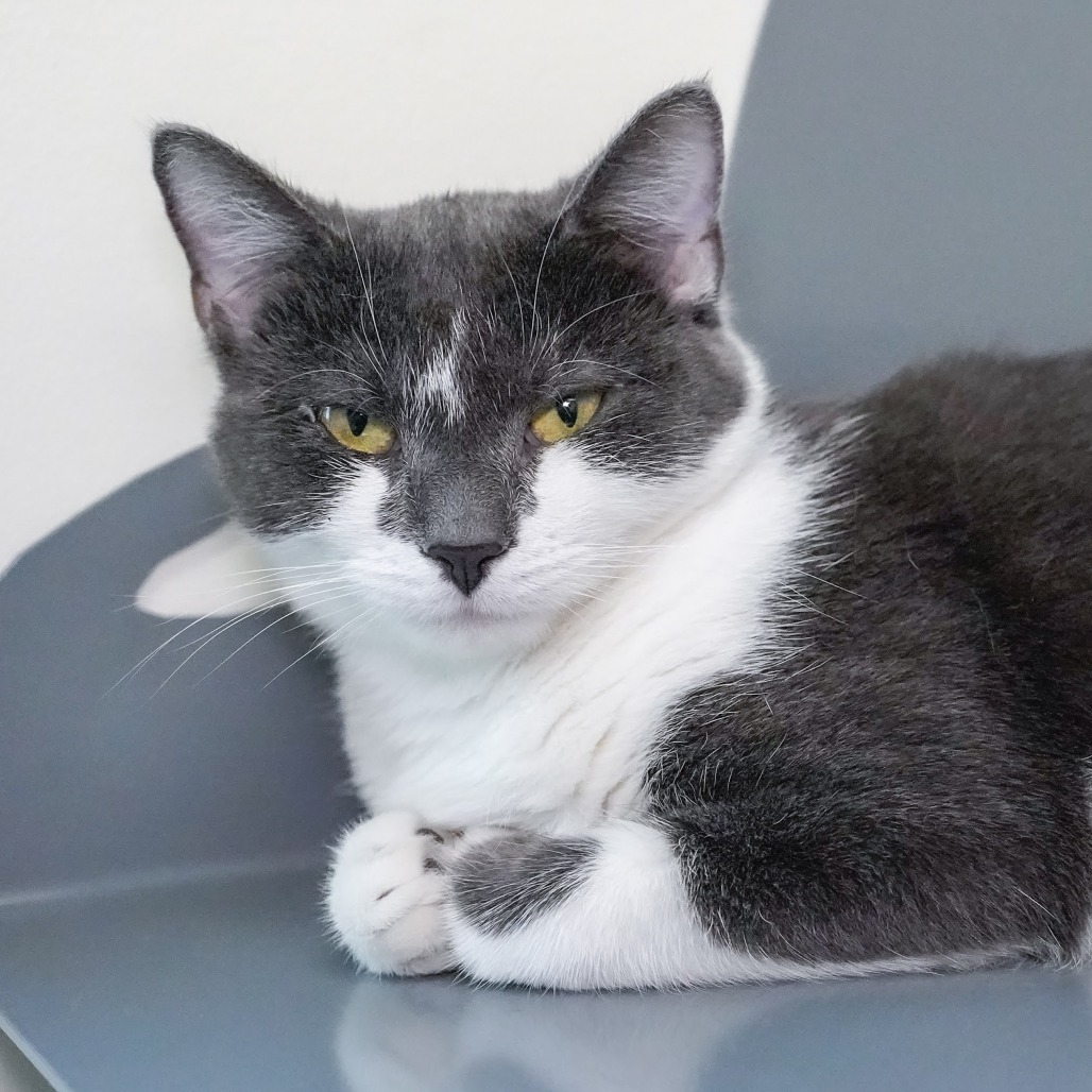 Pammie, an adoptable Domestic Short Hair in Thomaston, ME, 04861 | Photo Image 1
