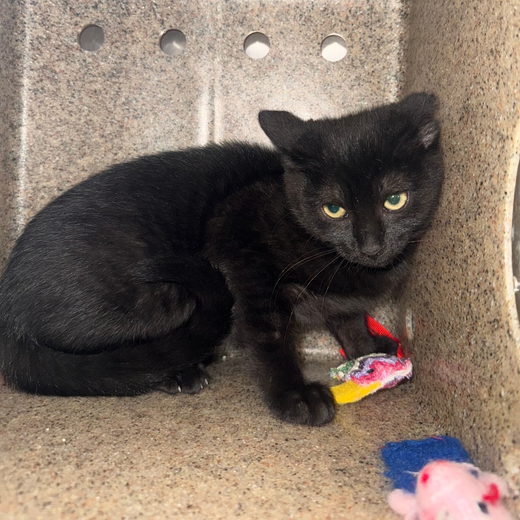 Pez, an adoptable Domestic Short Hair in Cheyenne, WY, 82007 | Photo Image 1