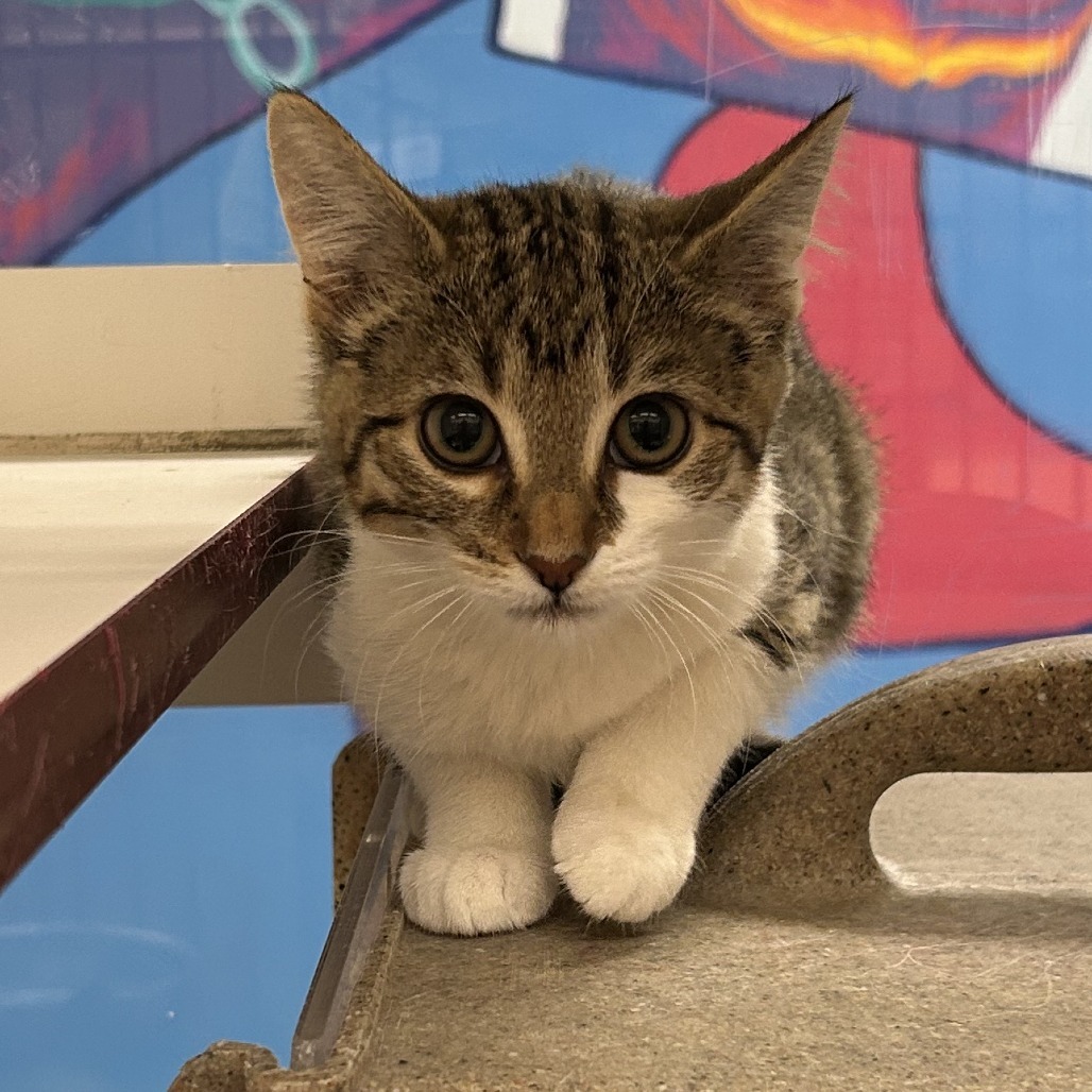 Zucchini, an adoptable Domestic Short Hair in Cheyenne, WY, 82007 | Photo Image 1