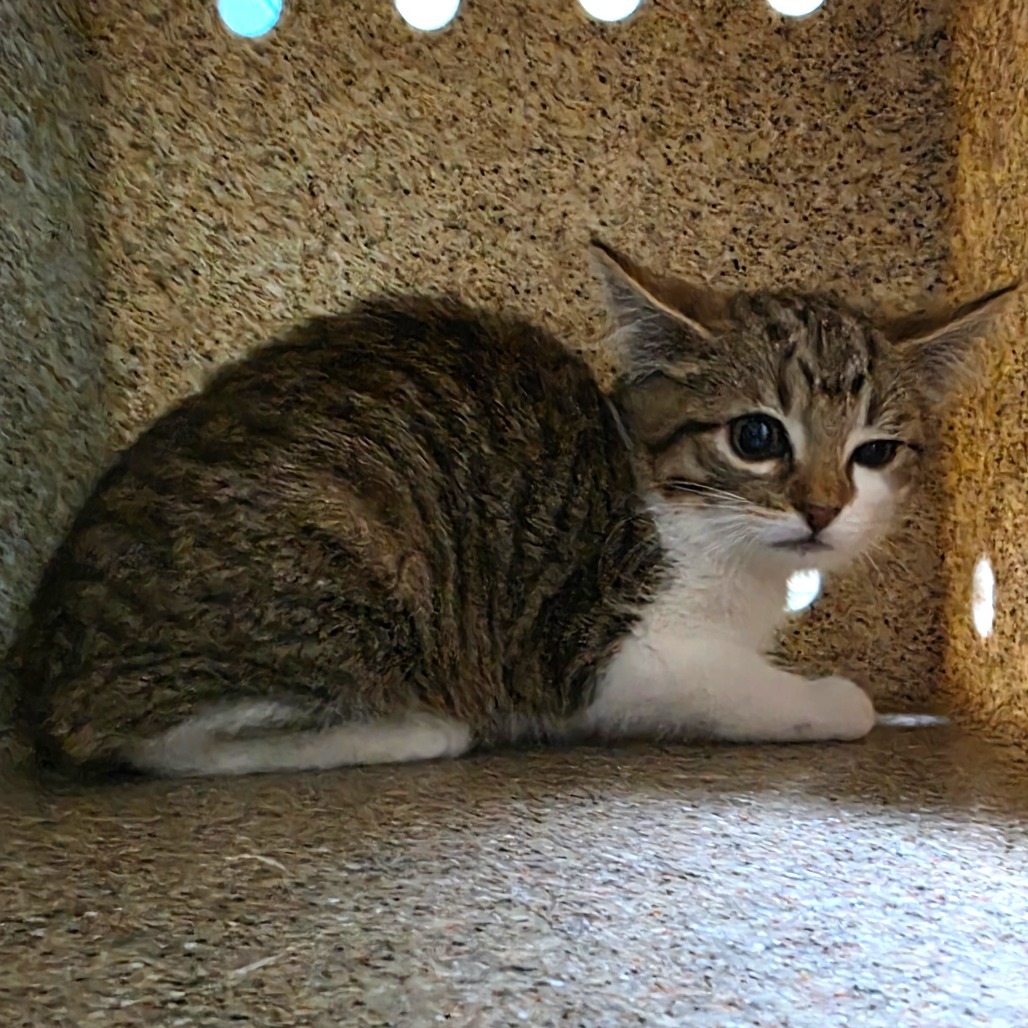 Zucchini, an adoptable Domestic Short Hair in Cheyenne, WY, 82007 | Photo Image 2
