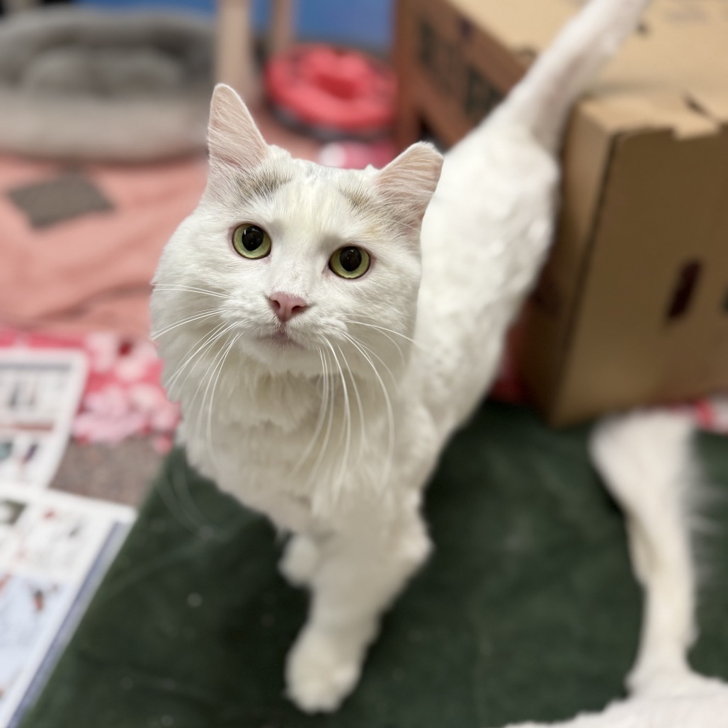 Luna, an adoptable Domestic Long Hair in Cheyenne, WY, 82007 | Photo Image 2