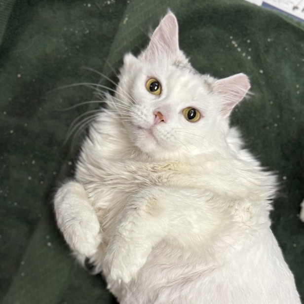 Pearl, an adoptable Domestic Long Hair in Cheyenne, WY, 82007 | Photo Image 1