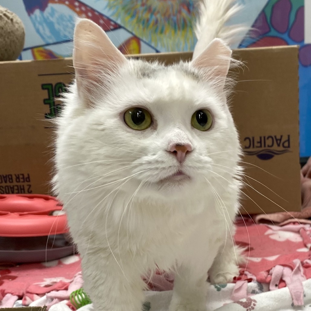 Pearl, an adoptable Domestic Long Hair in Cheyenne, WY, 82007 | Photo Image 3