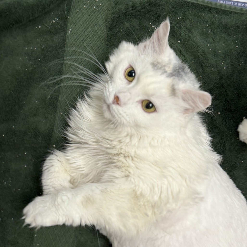 Pearl, an adoptable Domestic Long Hair in Cheyenne, WY, 82007 | Photo Image 4