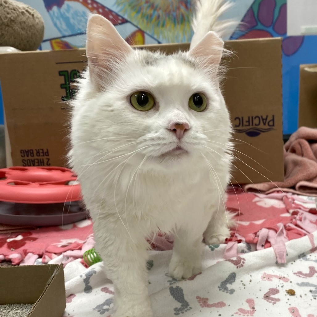 Pearl, an adoptable Domestic Long Hair in Cheyenne, WY, 82007 | Photo Image 5