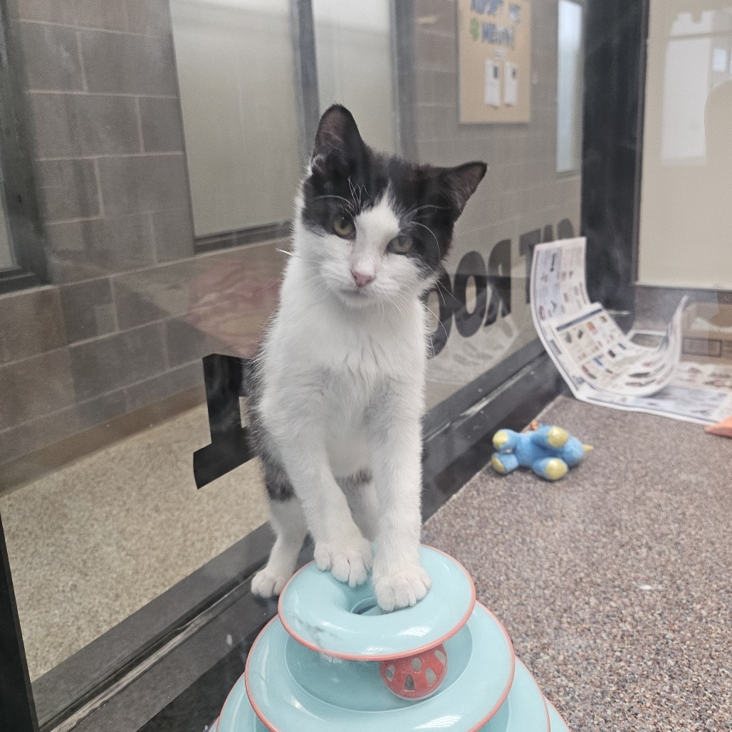 Wheezy, an adoptable Domestic Short Hair in Cheyenne, WY, 82007 | Photo Image 1