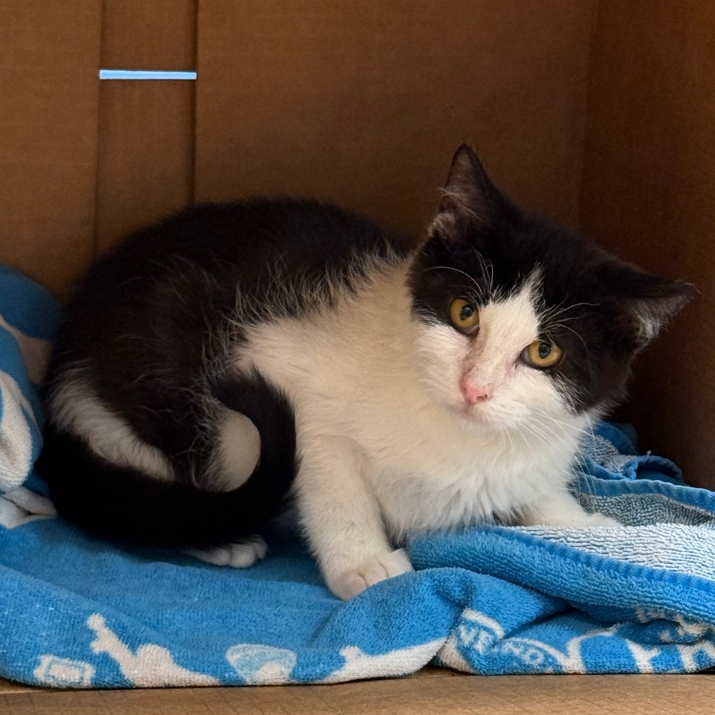Wheezy, an adoptable Domestic Short Hair in Cheyenne, WY, 82007 | Photo Image 3