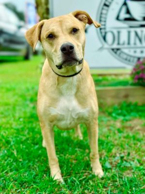 Scooby fka Guacamole