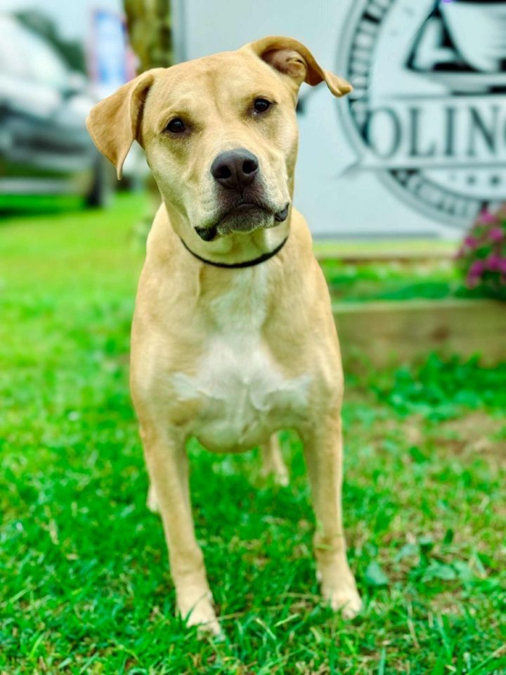 Scooby fka Guacamole 1