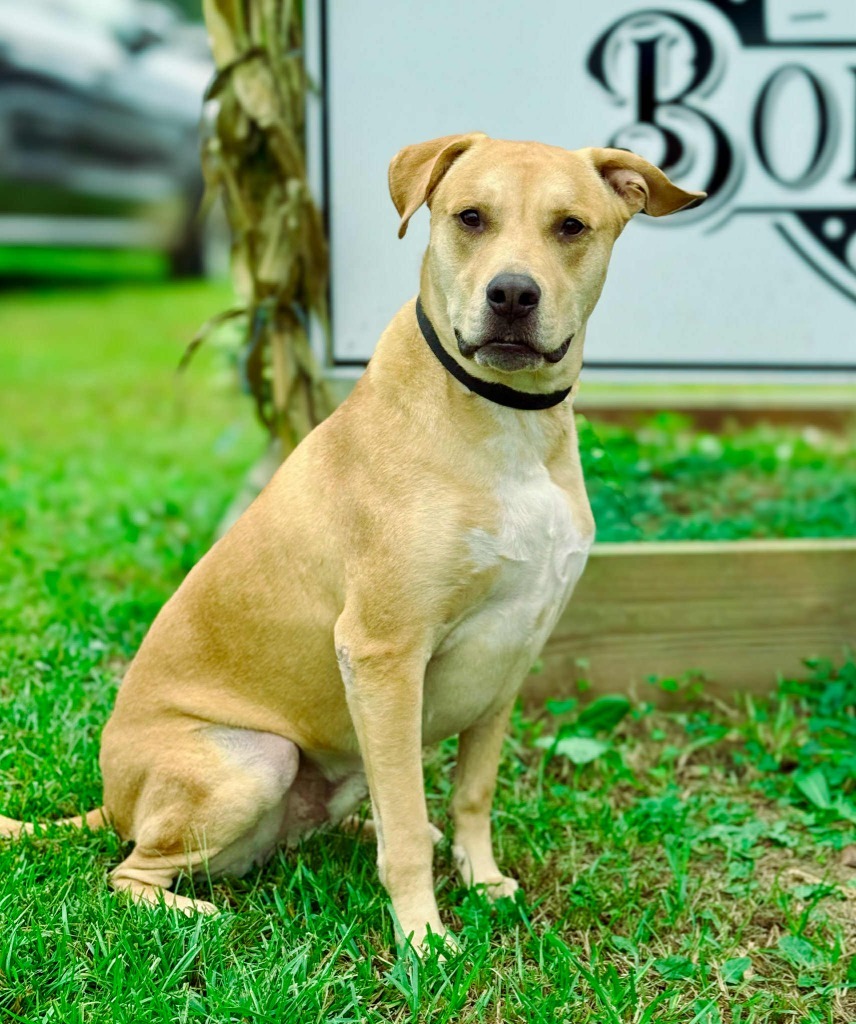 Scooby fka Guacamole