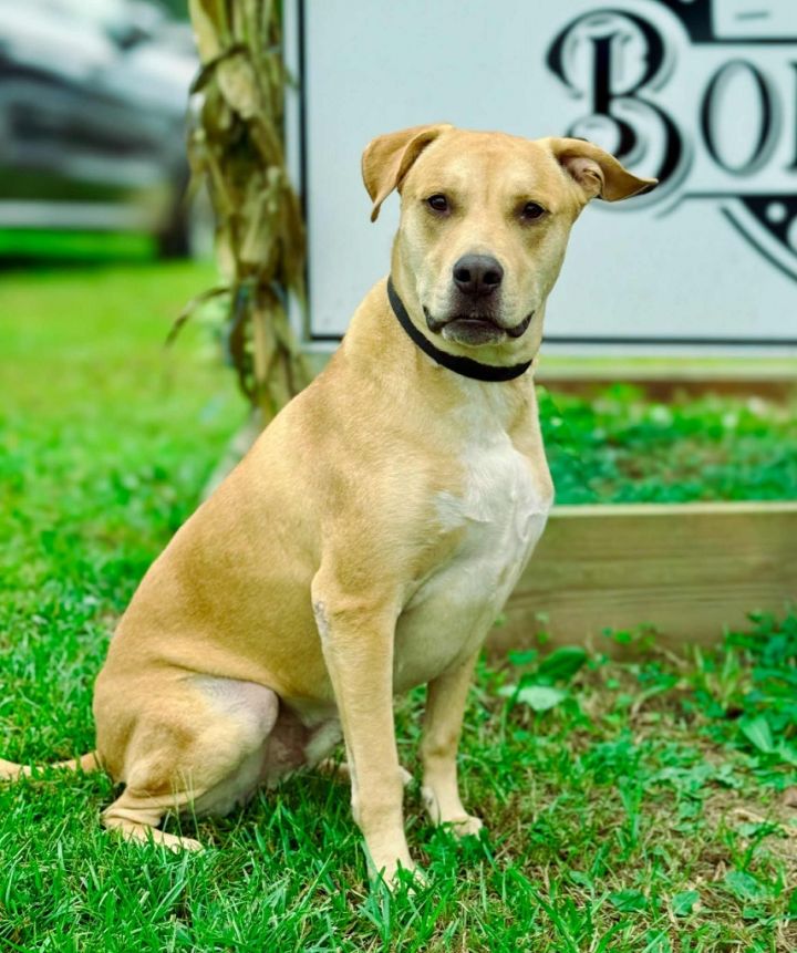 Scooby fka Guacamole 2