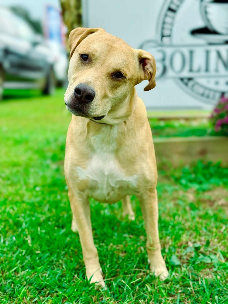 Scooby fka Guacamole