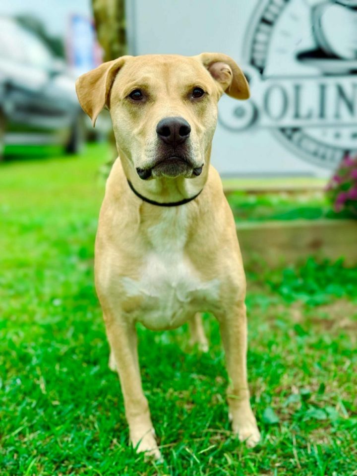 Scooby fka Guacamole 4