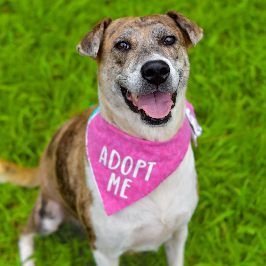 Darling, an adoptable Mixed Breed in Kailua Kona, HI, 96740 | Photo Image 1