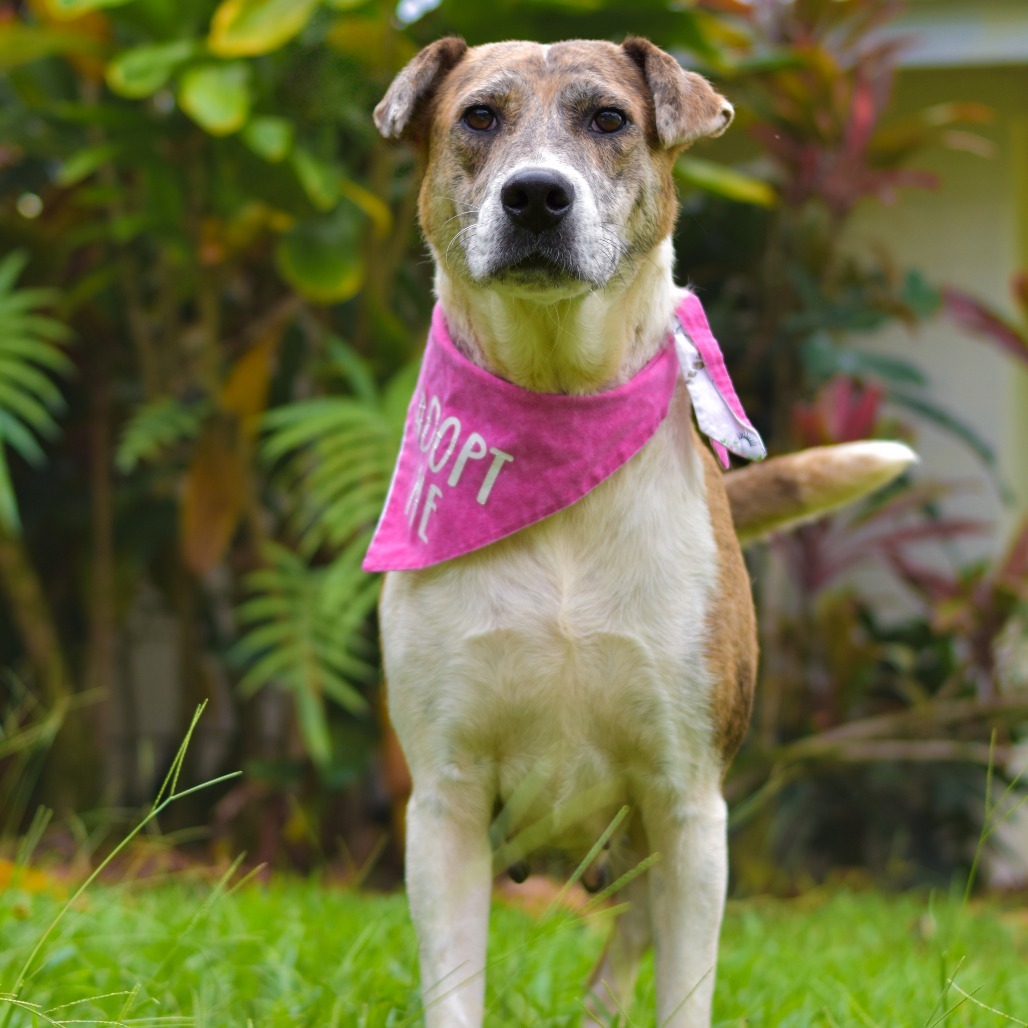 Darling, an adoptable Mixed Breed in Kailua Kona, HI, 96740 | Photo Image 2