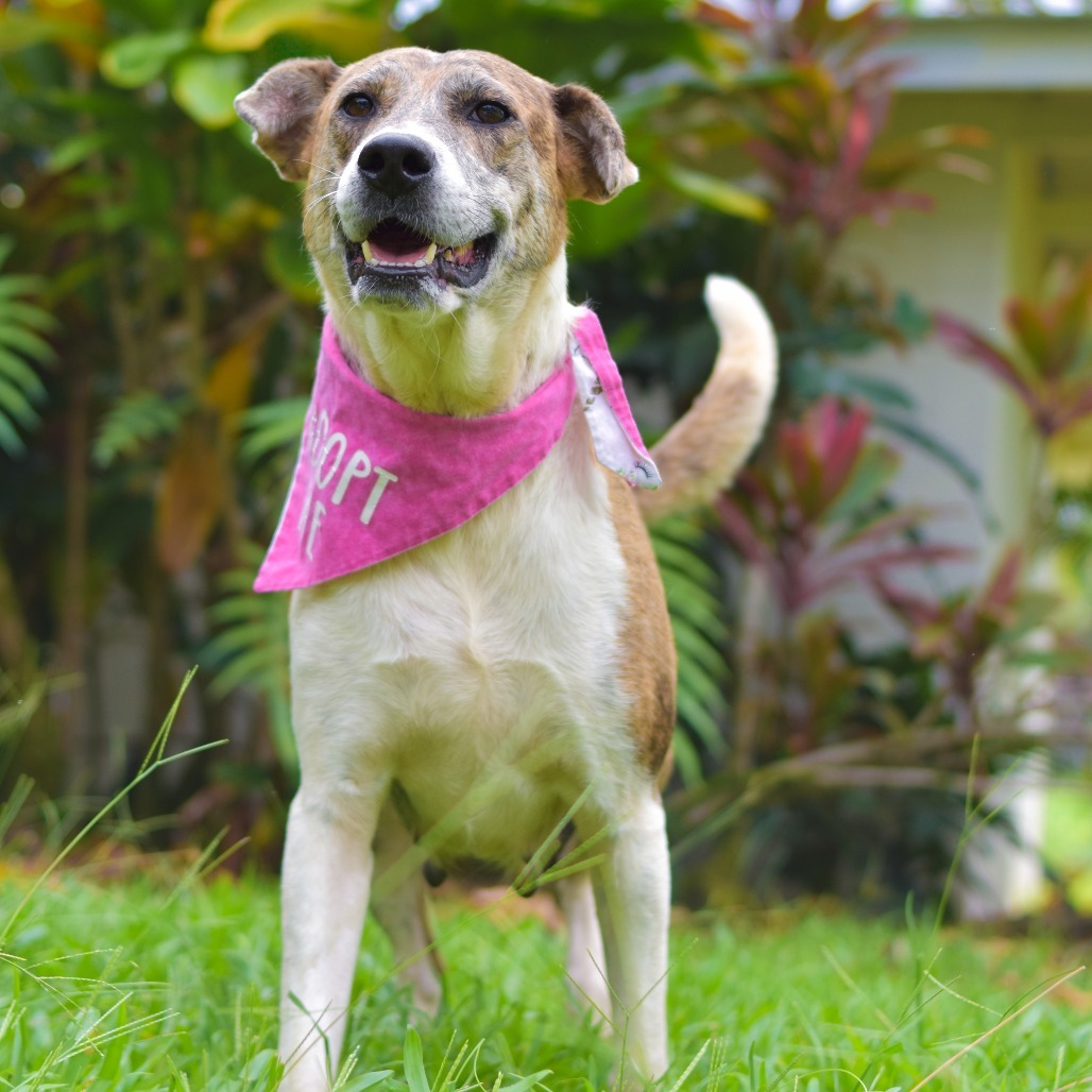 Darling, an adoptable Mixed Breed in Kailua Kona, HI, 96740 | Photo Image 3