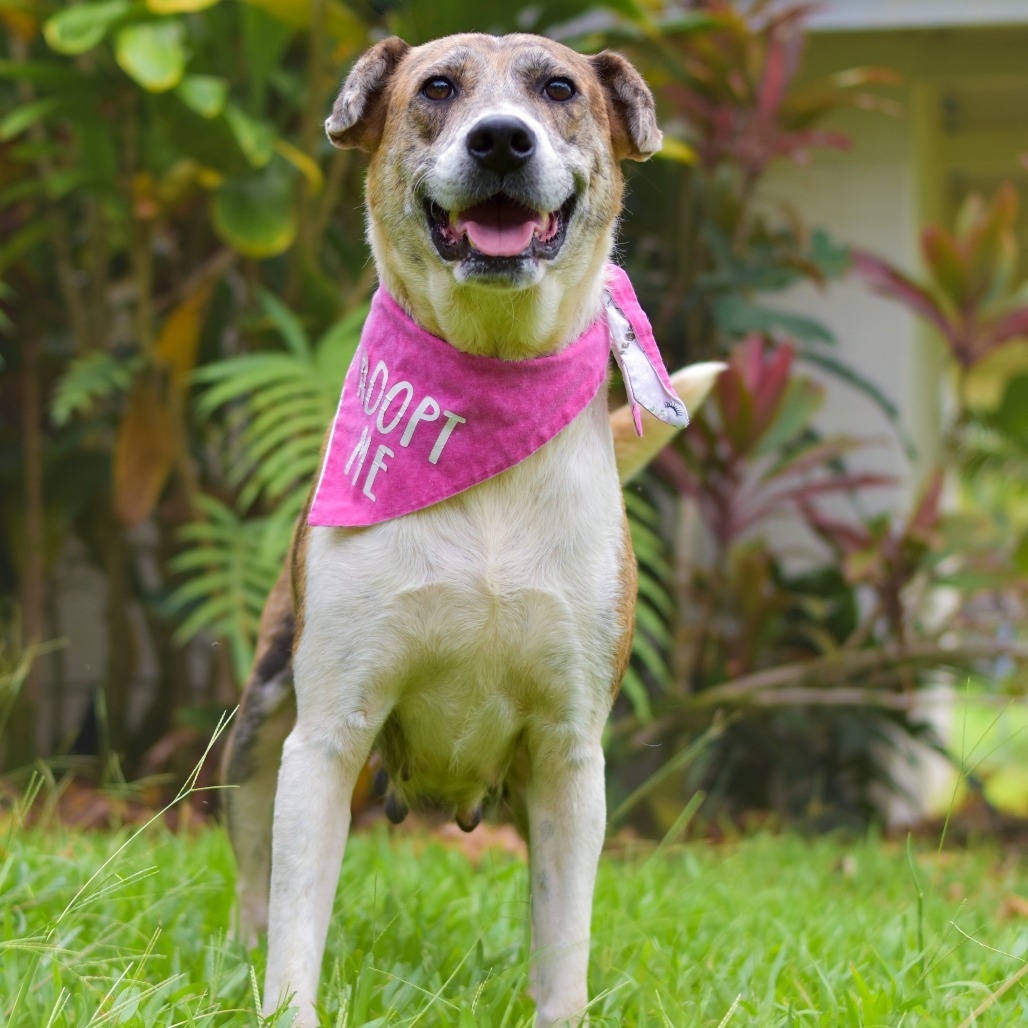 Darling, an adoptable Mixed Breed in Kailua Kona, HI, 96740 | Photo Image 4