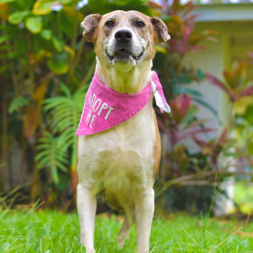 Darling, an adoptable Mixed Breed in Kailua Kona, HI, 96740 | Photo Image 5
