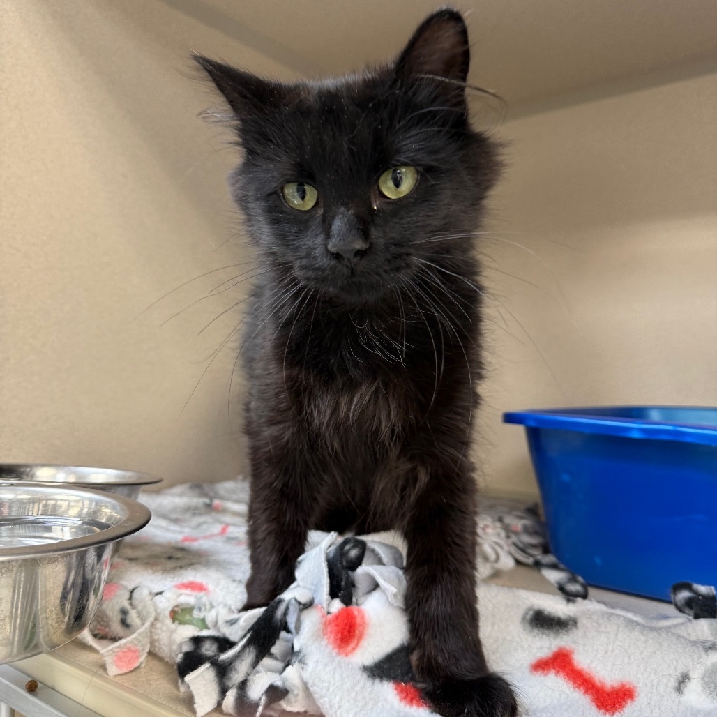 Binx, an adoptable Domestic Long Hair in Great Falls, MT, 59404 | Photo Image 1