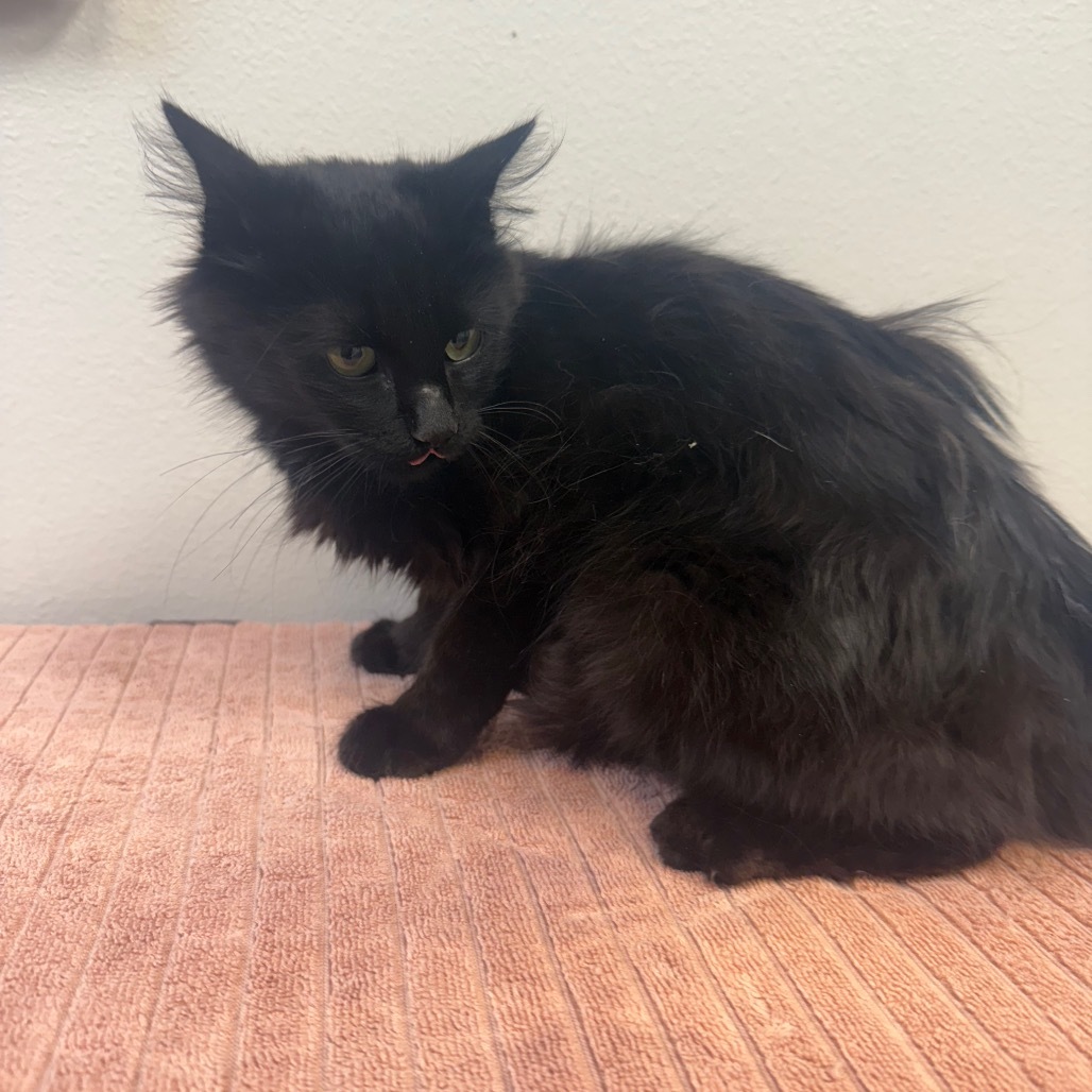 Binx, an adoptable Domestic Long Hair in Great Falls, MT, 59404 | Photo Image 2