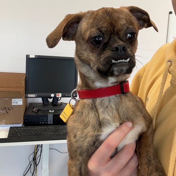 Brownie (In Foster)