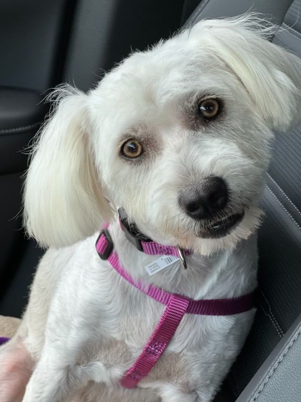 Portia