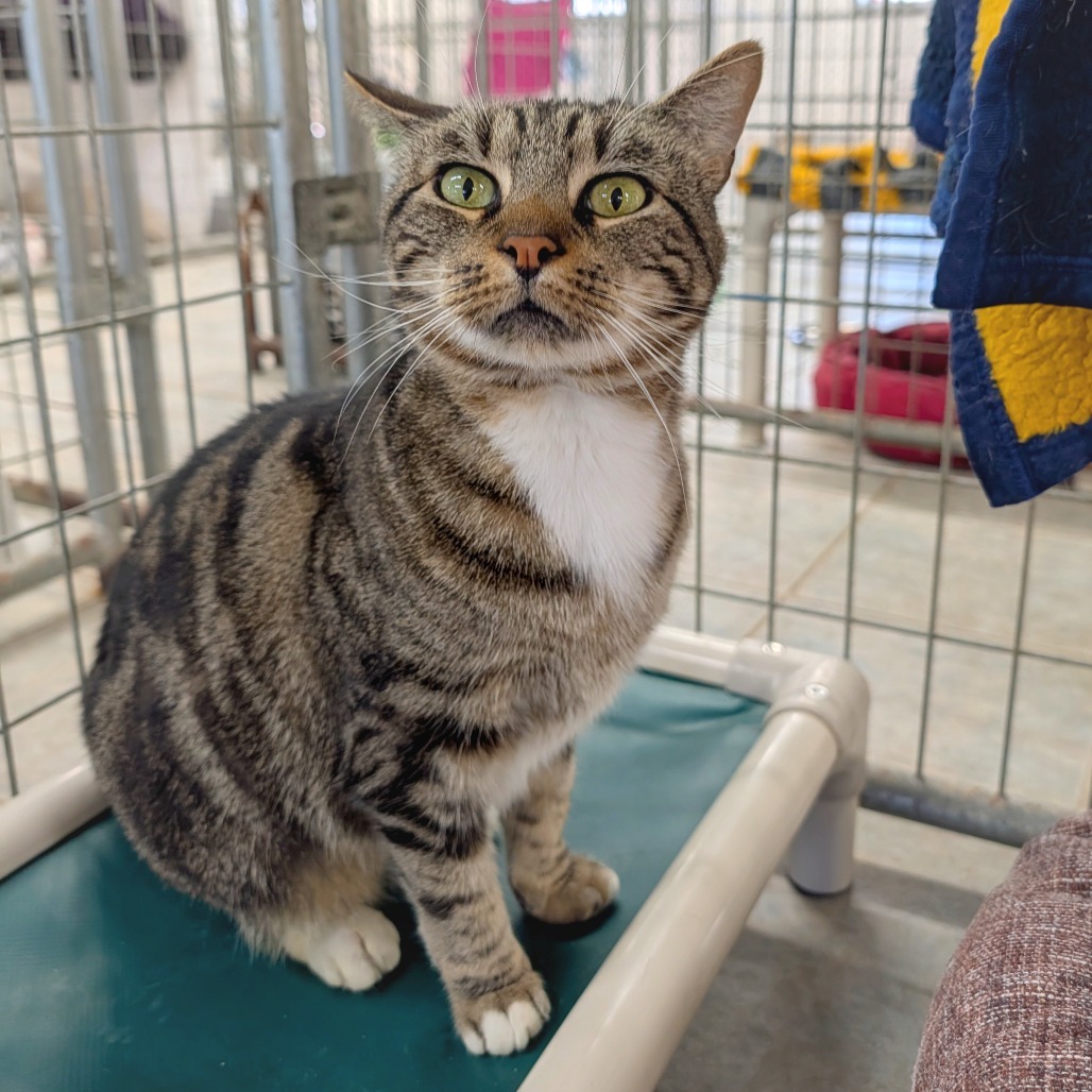 Princess (Ithaca PetSmart)