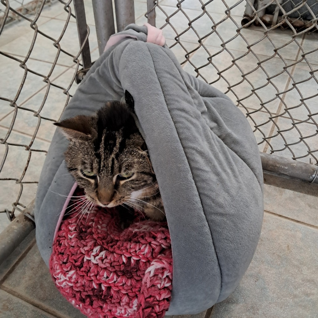 Princess (Ithaca PetSmart)