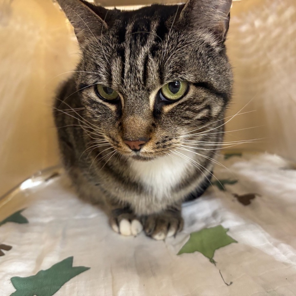 Princess (Ithaca PetSmart)