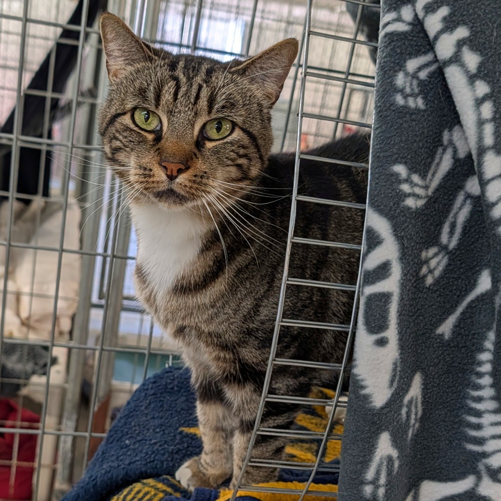 Princess (Ithaca PetSmart)