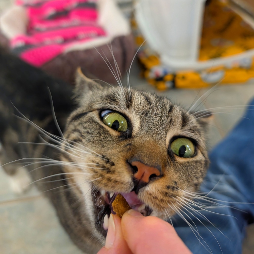 Princess (Ithaca PetSmart)