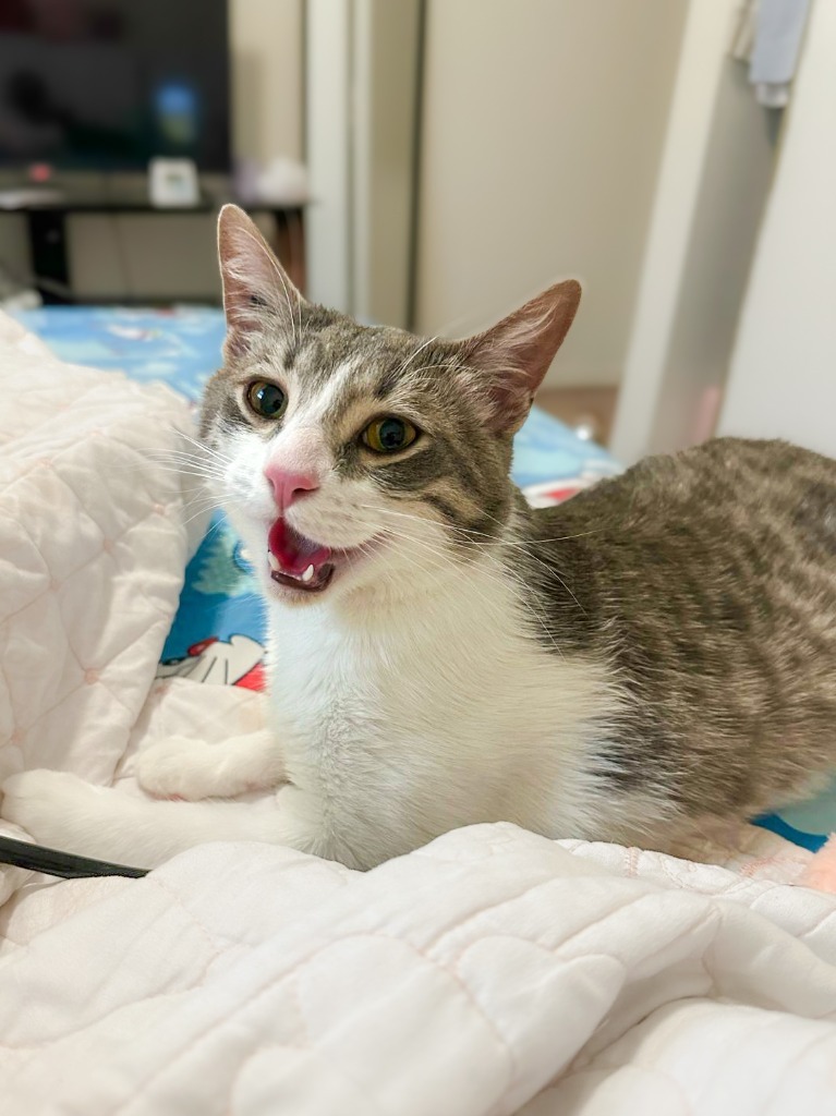 Budgie, an adoptable Domestic Short Hair in Calgary, AB, T3S 0C5 | Photo Image 2