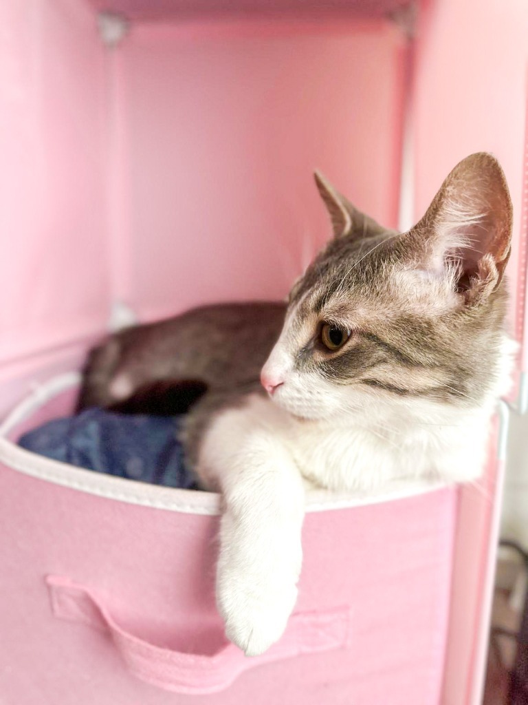 Budgie, an adoptable Domestic Short Hair in Calgary, AB, T3S 0C5 | Photo Image 3