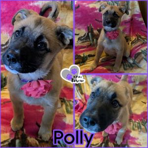 Polly