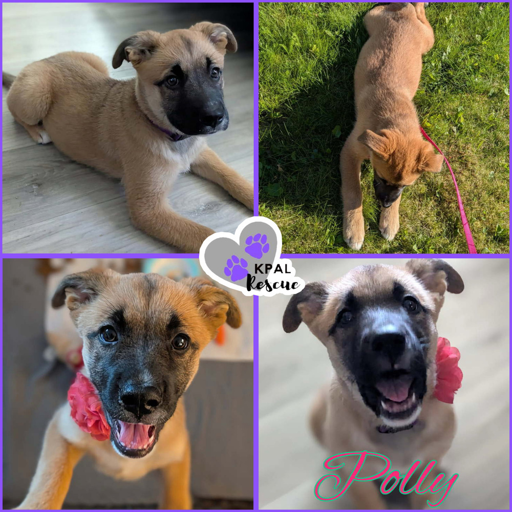 Polly, an adoptable German Shepherd Dog, Mixed Breed in Kenai, AK, 99611 | Photo Image 2
