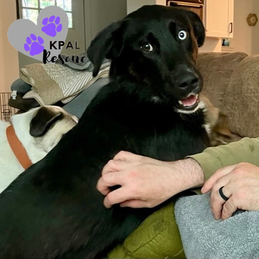 Yuri, an adoptable Labrador Retriever, Alaskan Malamute in Kenai, AK, 99611 | Photo Image 1