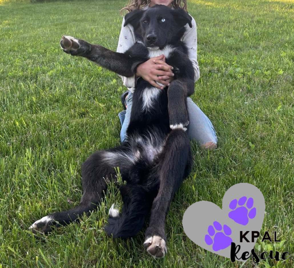 Yuri, an adoptable Labrador Retriever, Alaskan Malamute in Kenai, AK, 99611 | Photo Image 2