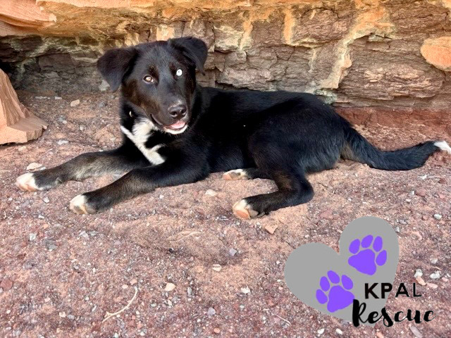 Yuri, an adoptable Labrador Retriever, Alaskan Malamute in Kenai, AK, 99611 | Photo Image 3