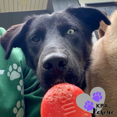 Yuri, an adoptable Labrador Retriever, Alaskan Malamute in Kenai, AK, 99611 | Photo Image 4