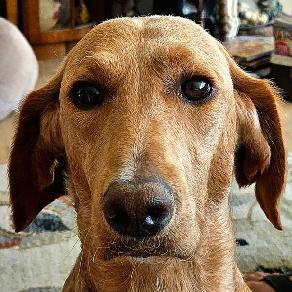 Canela