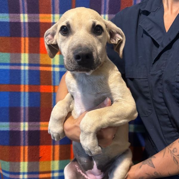 Paige (Charmed Litter)